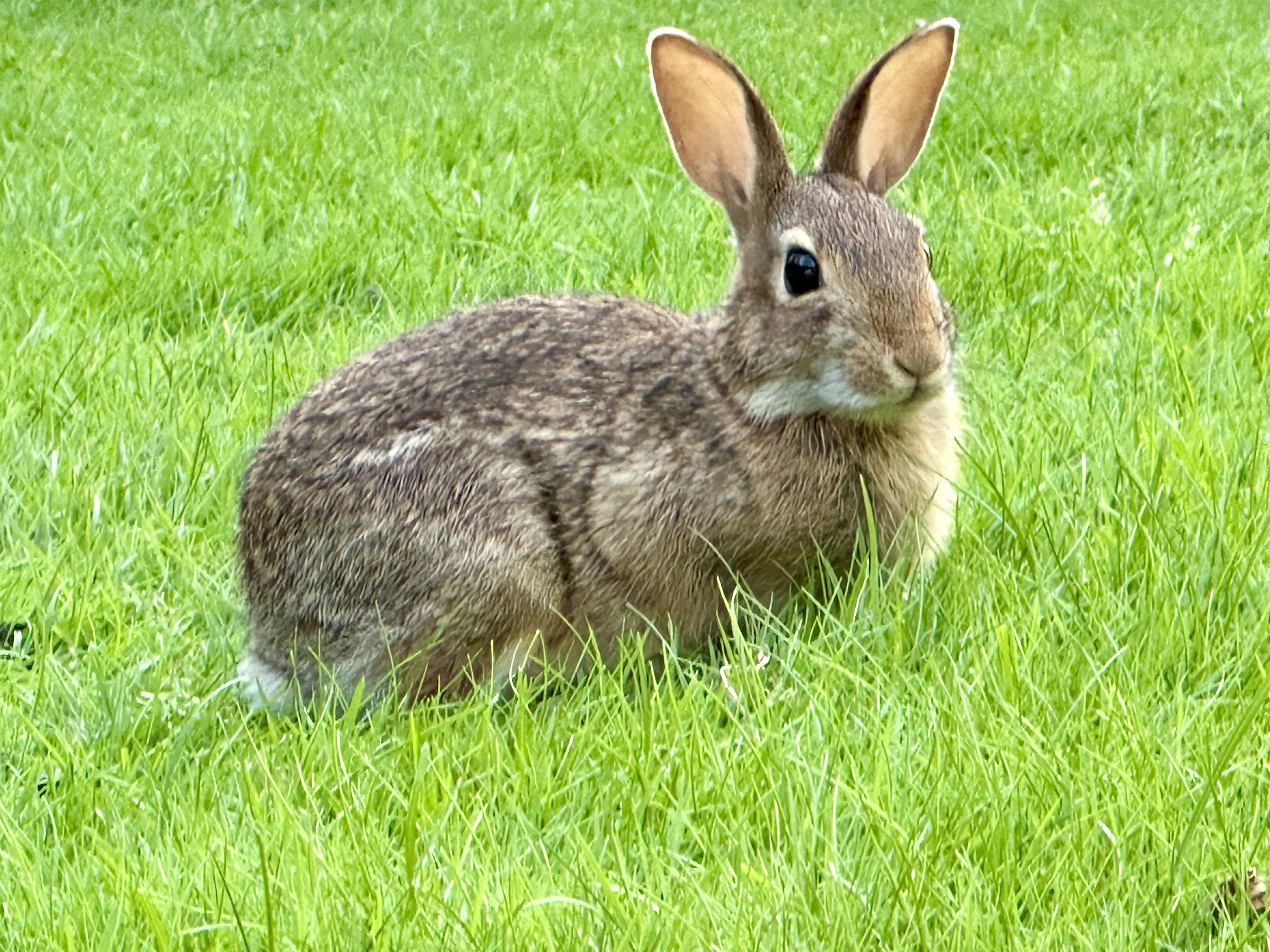 A bunny on in the green grass on campus.