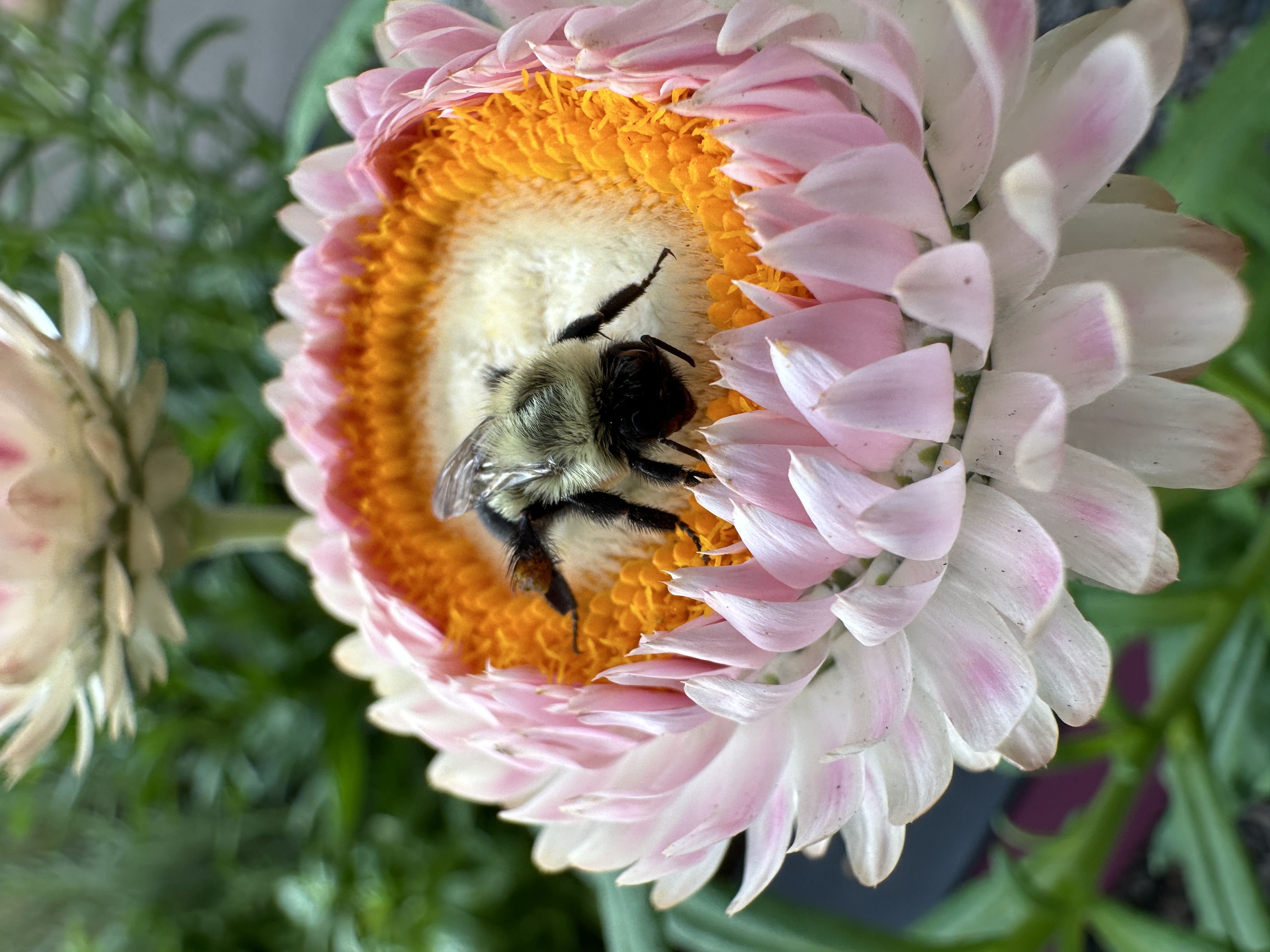 A pink and white Dalia with a visiting bee.