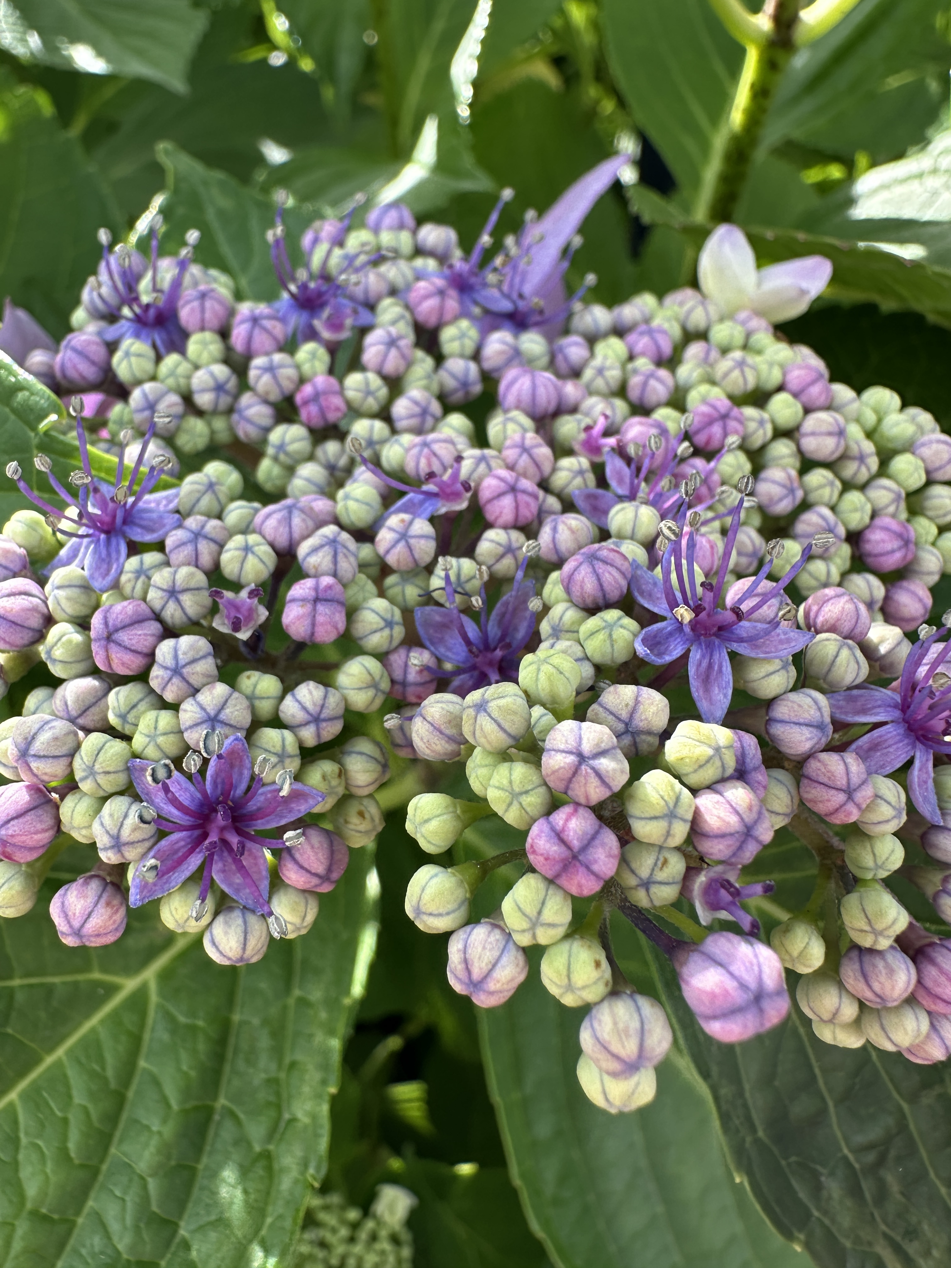 A purple flower buds on campus.